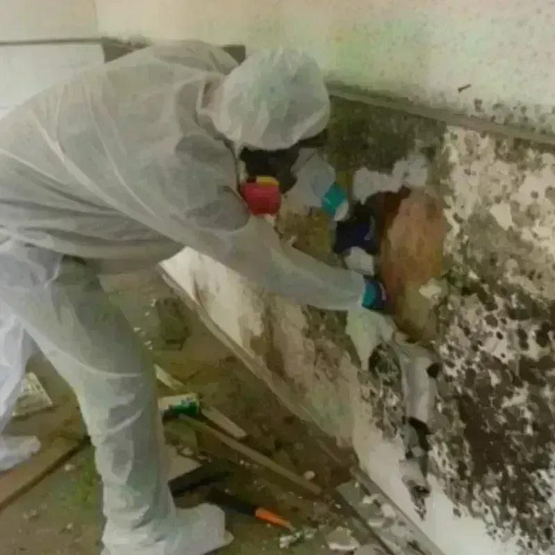 Mold Remediation and Removal in Plymouth, NC